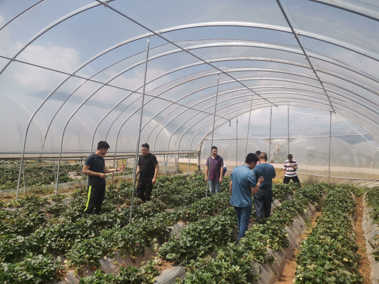 Demonstration on strawberry