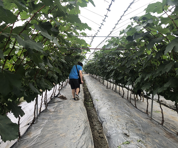 葡萄示范效果