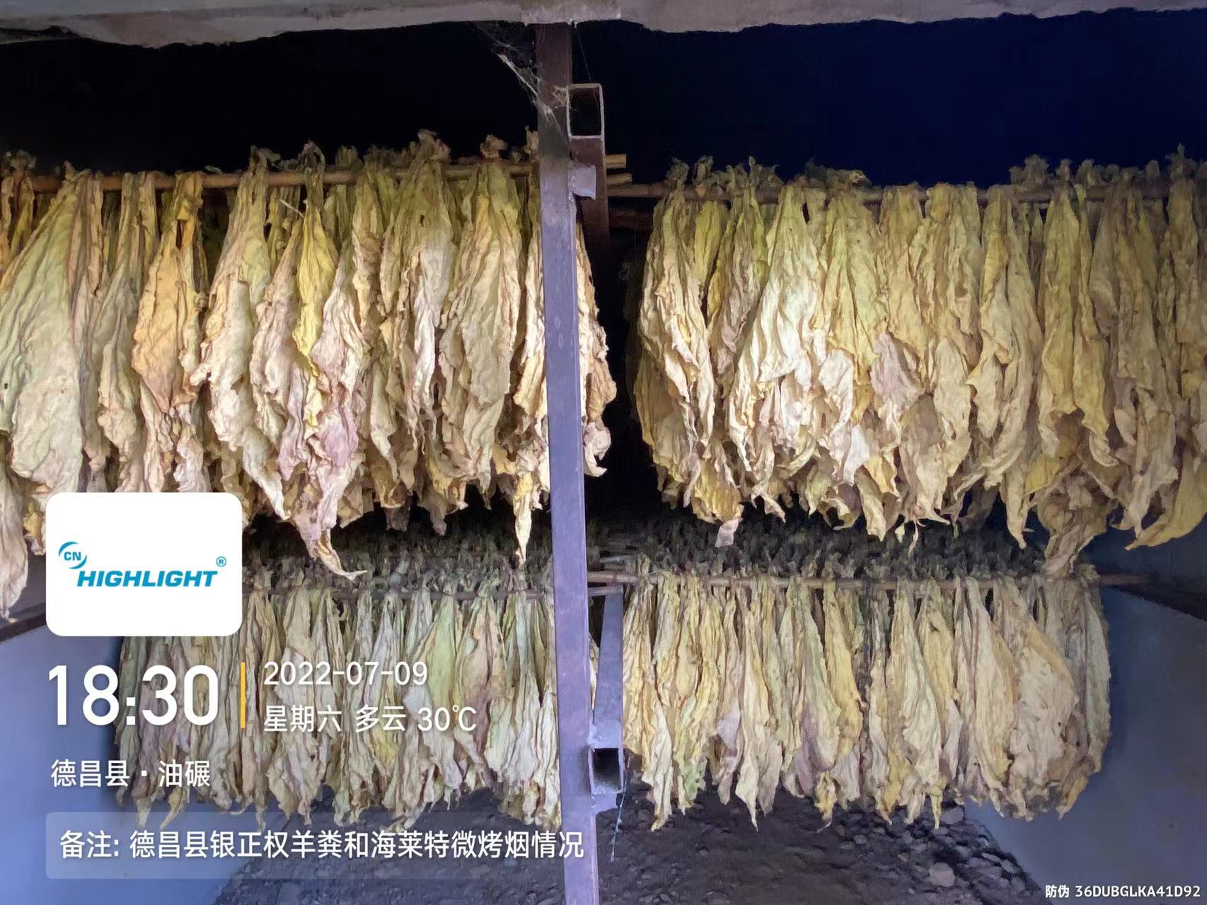 德昌银正权羊粪、海莱特微混合施用烤烟情况