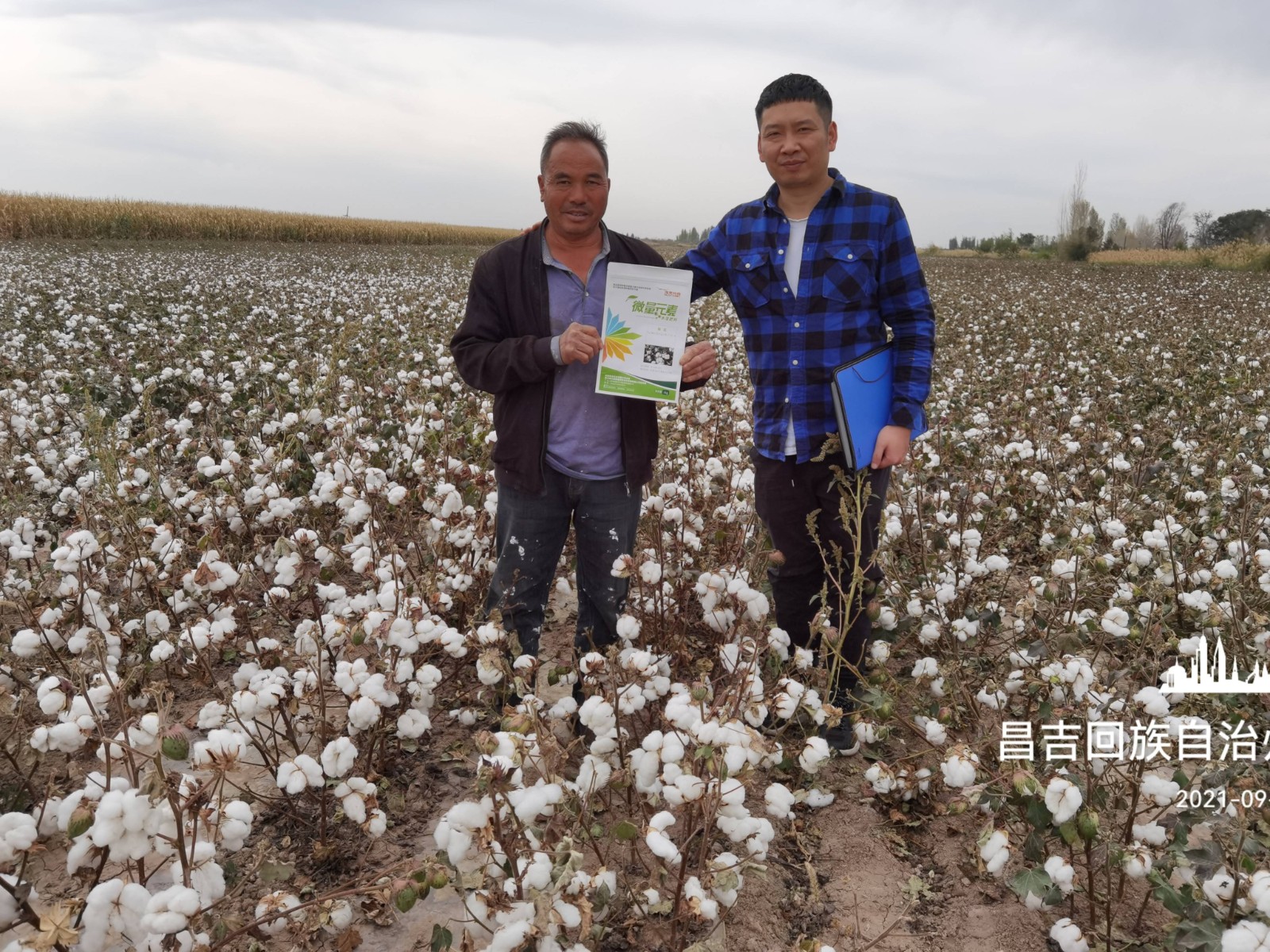 棉花示范效果
